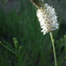 White Prairie Clover - Photo (c) J.R.M., some rights reserved (CC BY-NC-SA)