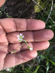 Cerastium texanum