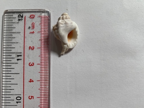 short-neck triton (Gutturnium muricinum)