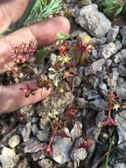 Androsace occidentalis