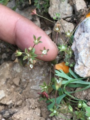 Androsace occidentalis