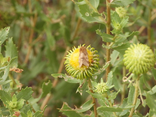 Schinia mortua photo 5