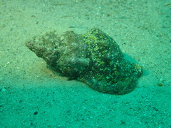 Ranella australasia