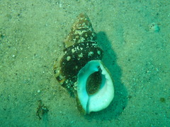 Ranella australasia