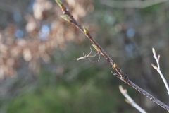 Tetragnatha elongata