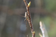 Tetragnatha elongata
