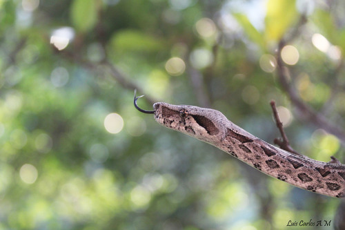 Mexican West Coast Boa Constrictor