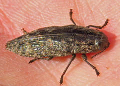 Dicerca obscura