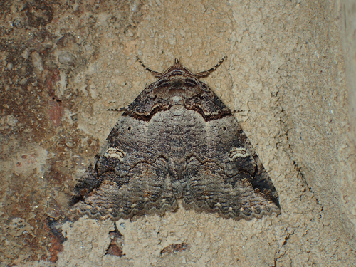 Bold-based and Intent Zale Moths photo 5