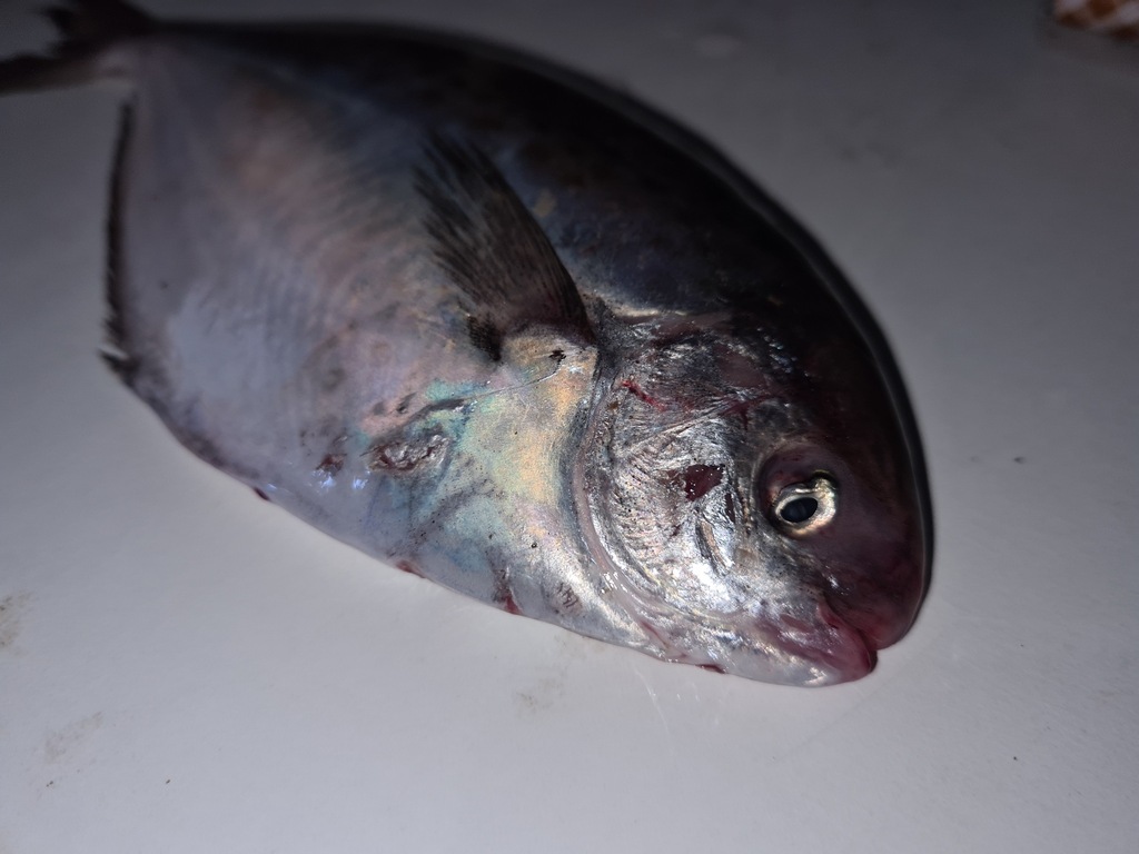 Butterfish (Stromateus brasiliensis) — Stromateidae