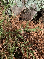 Chamaecyparis pisifera