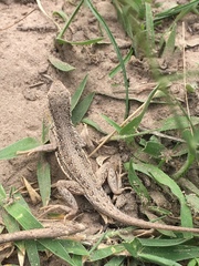 Holbrookia propinqua