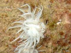 Actinothoe sphyrodeta