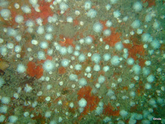 Actinothoe sphyrodeta