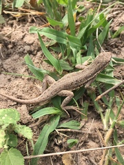 Holbrookia propinqua