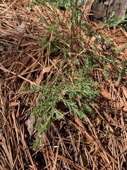 Chamaecyparis pisifera