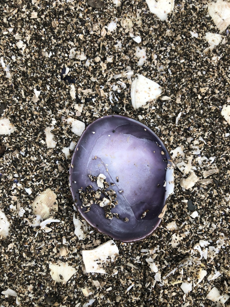 Purple Mahogany Clam from Hope Island, Shelton, WA, US on October 3