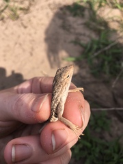 Holbrookia propinqua