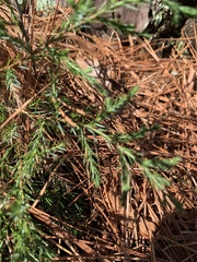 Chamaecyparis pisifera