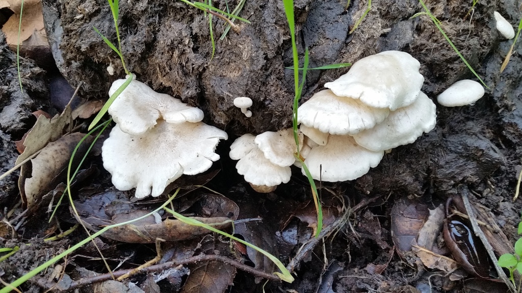 Calocybe pusilla