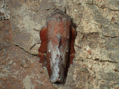 Phyllodesma