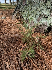 Chamaecyparis pisifera