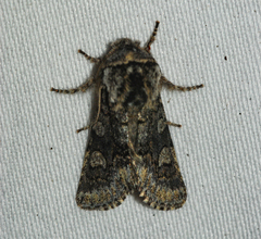 Psaphida thaxterianus