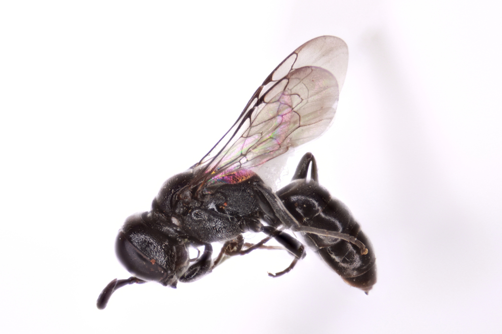 Solierella plenoculoides similis