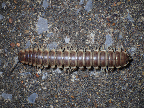 Pachydesmus hubrichti
