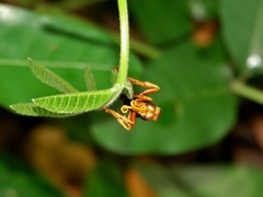 Hemipepsis tamisieri