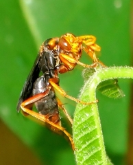 Hemipepsis tamisieri