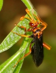 Hemipepsis tamisieri
