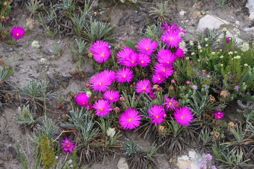 Image of Lampranthus ceriseus by (c) Tony Rebelo, some rights reserved (CC BY-SA)