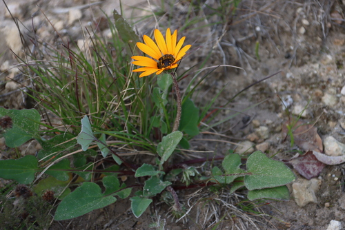 Image of Flat African Daisy (Arctotis acaulis) by (c) Tony Rebelo, some rights reserved (CC BY-SA)