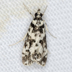 Eudonia aphrodes