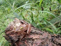 Rhacophorus margaritifer