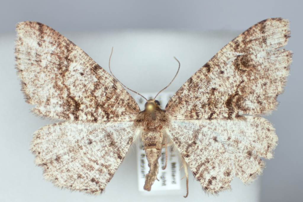 Western Carpet