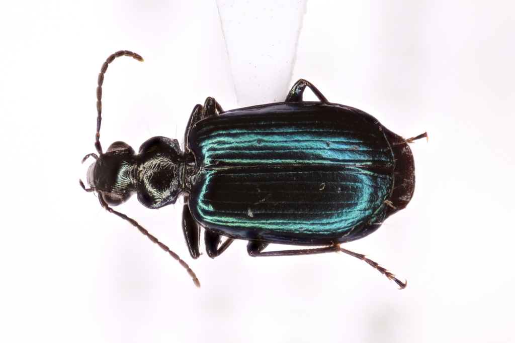 Lebia perita