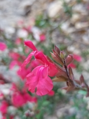 Salvia greggii