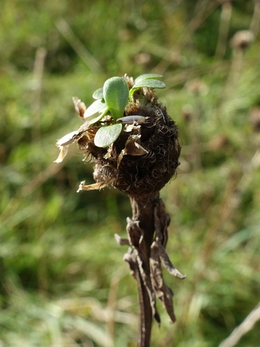 Centaurea nigra iNat (2)