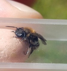 Andrena anisochlora