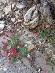 Salvia greggii