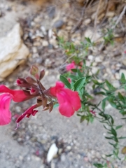 Salvia greggii