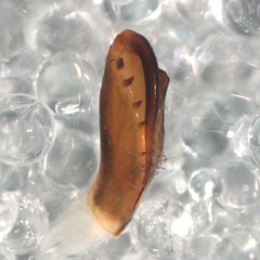 Lyssomanes antillanus