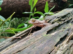 Rhacophorus margaritifer