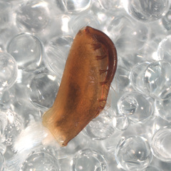 Lyssomanes antillanus