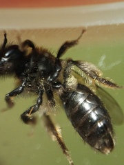 Andrena anisochlora