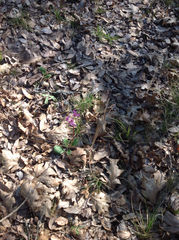 Primula jeffreyi