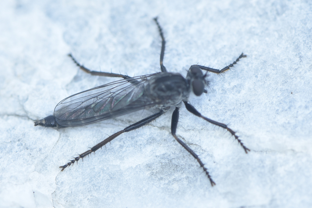 Northern Robberfly