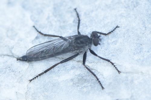 Northern Robberfly